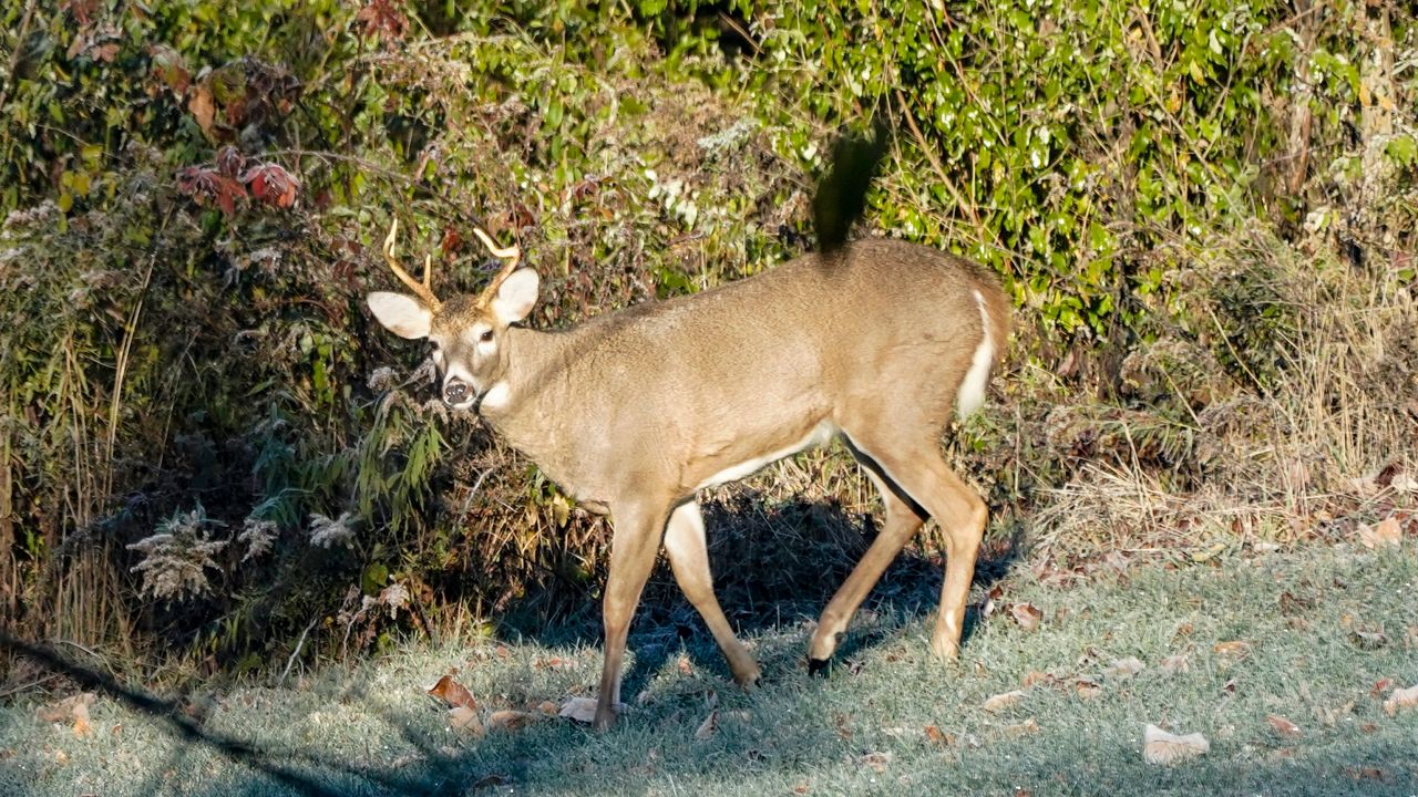 whitetail deer disease symptoms