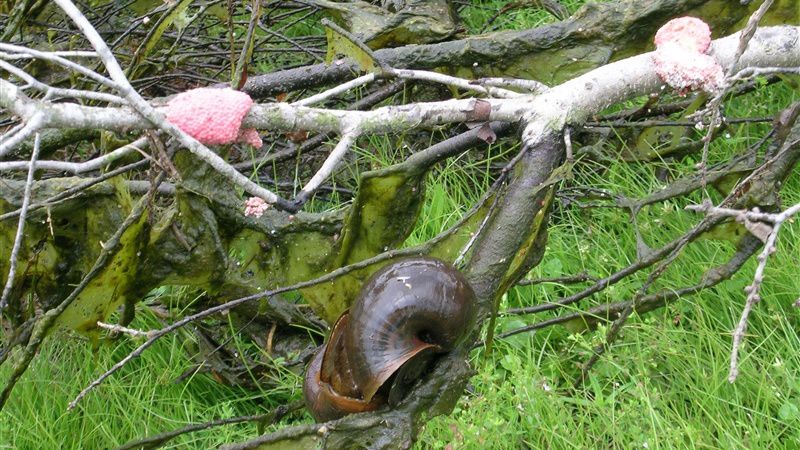 An apple snail and its distinctive pink egg clusters on the side of a stream.