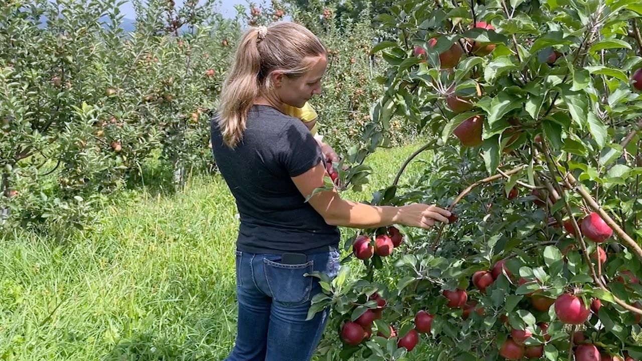 Orchard owners say the apples come ready to pick