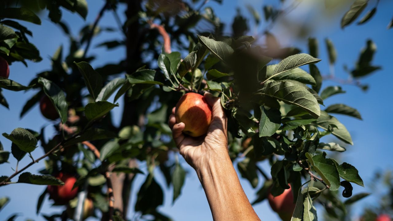 to fall 20 places to go apple picking in Upstate
