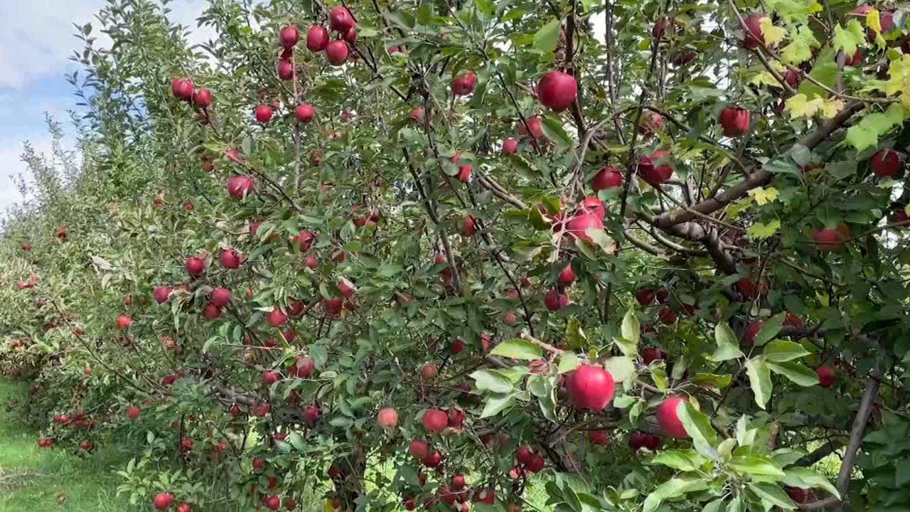 Apples are ready to be picked from trees at an apple orchard.