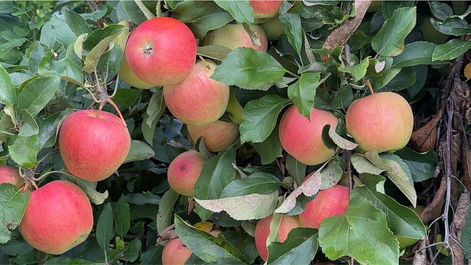 New York farm program helps produce bumper apple crop
