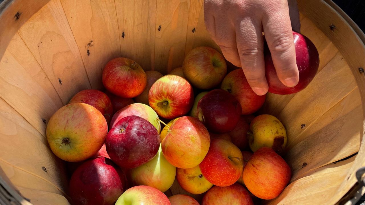 fall aple picking 