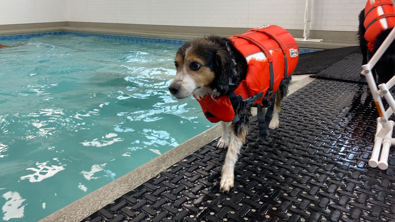 Places for Dogs to Swim Near Me