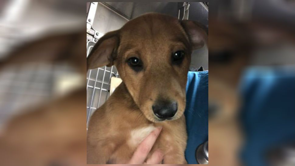 Austin Pets Alive raises money for puppy with heart defect
