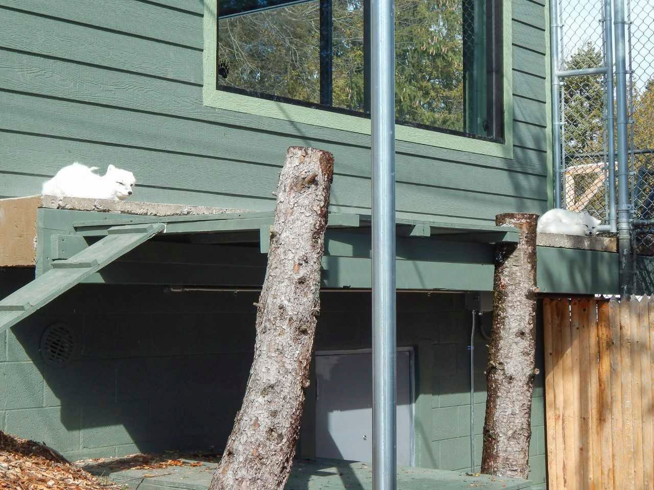 Racine Zoo debuts new arctic fox exhibit