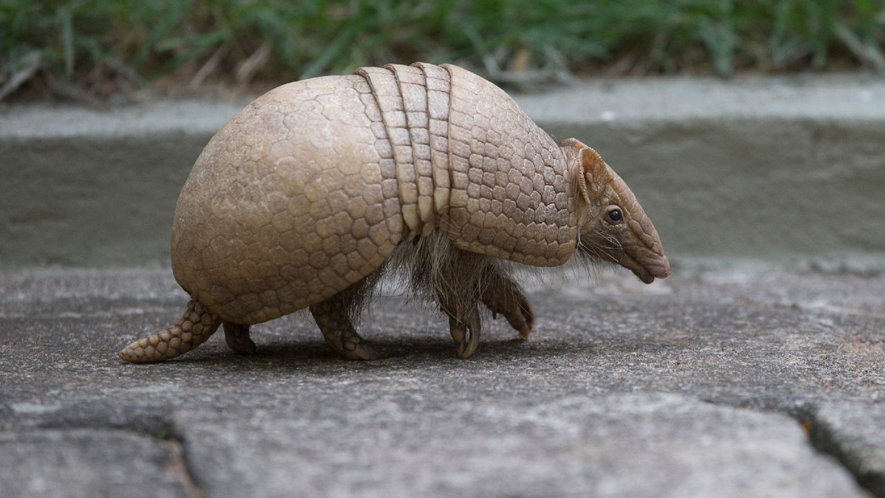 The Armadillo is the official mammal of Texas.