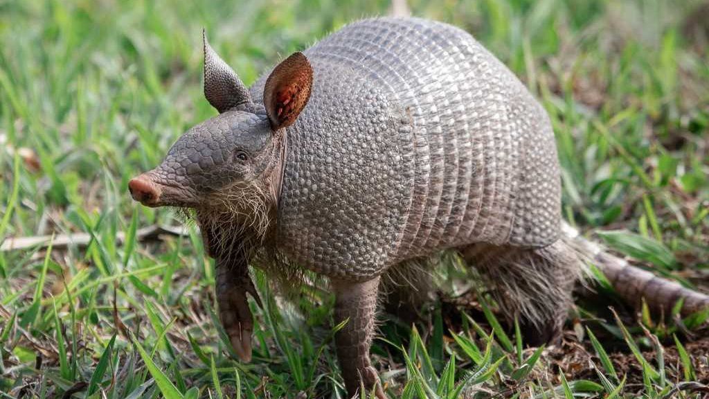 Have you seen an armadillo in North Carolina?