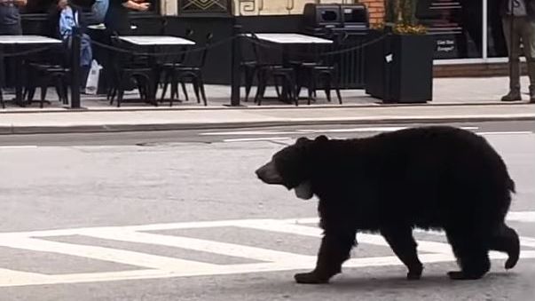 Asheville police said in a Facebook post that a black bear that had wandered into downtown Thursday afternoon was wearing a tracking collar. (Photo: Asheville Police Department via Facebook)