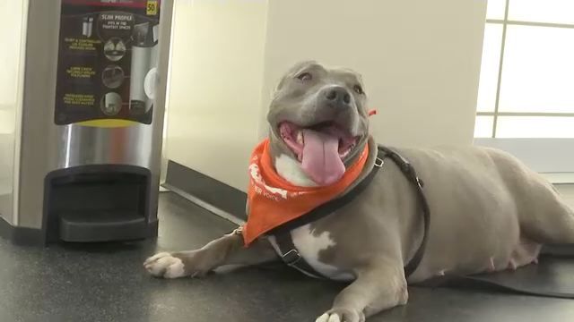 ASPCA Reunites Mother and Daughter Pit Bulls Just in Time for Mother's Day