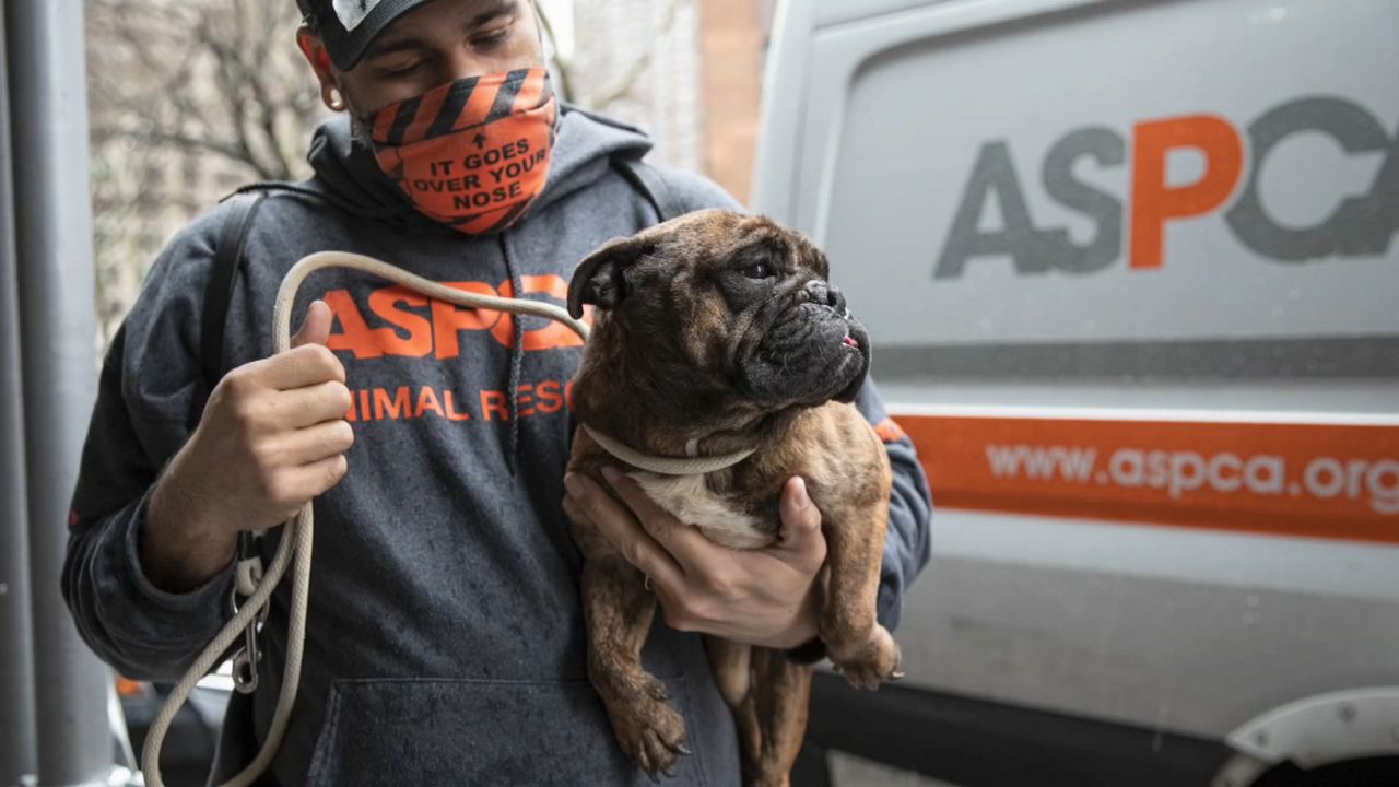 Arrestado por maltrato animal: tenía cautivos a 30 perros
