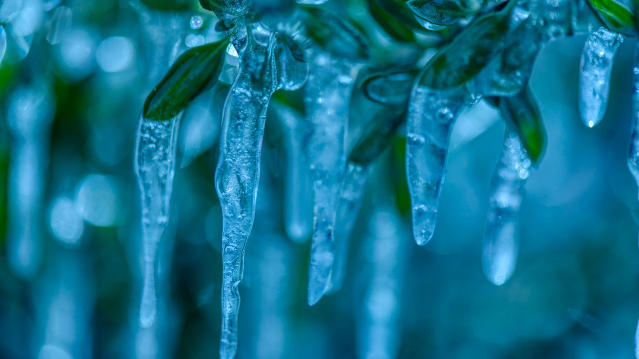 Ice forms from the leaves. (Getty Images)