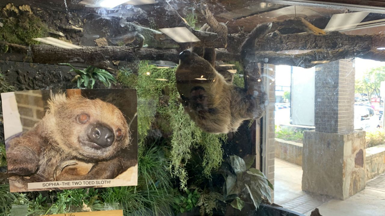 Sloth is the Star of Austin Exotic Pet Store