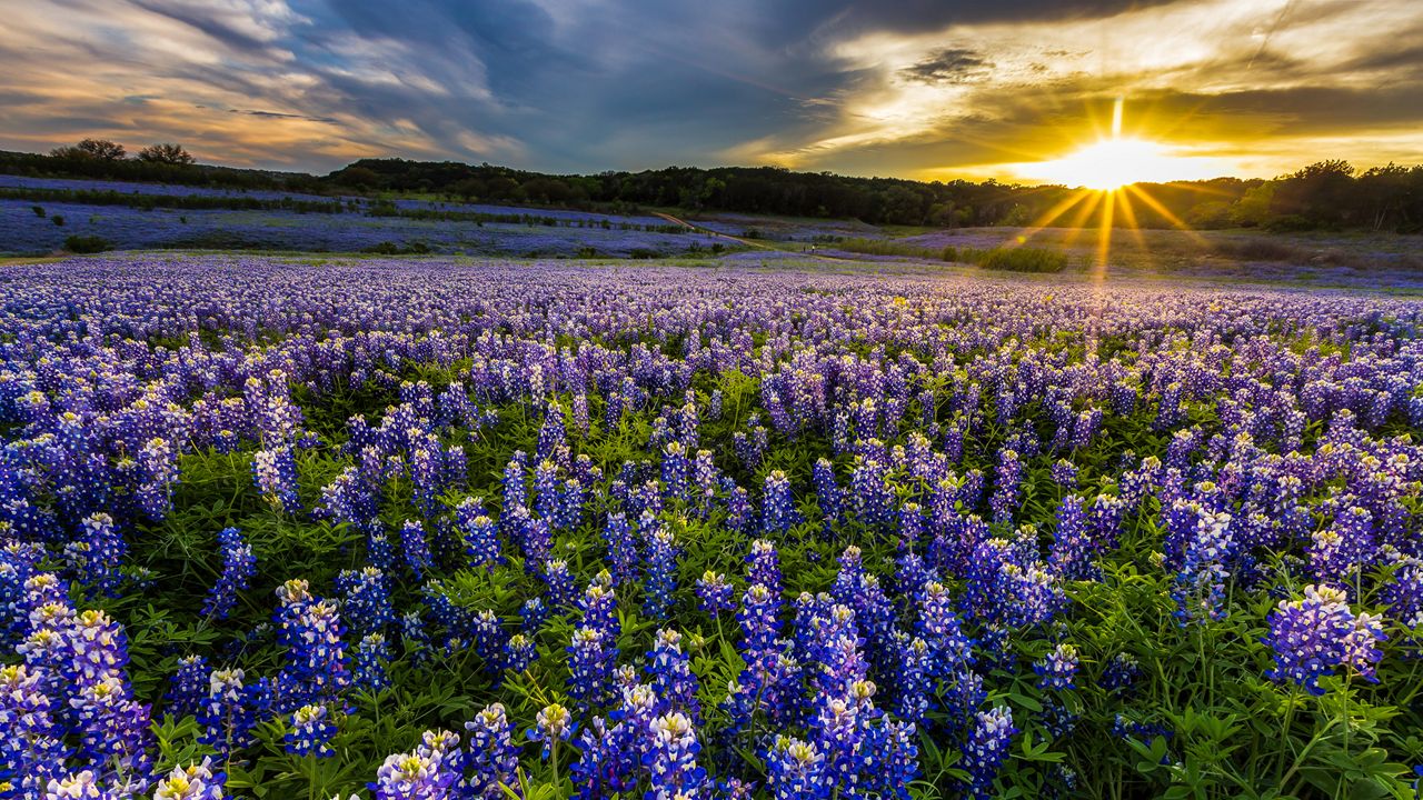 Texas bluebonnets in Austin.