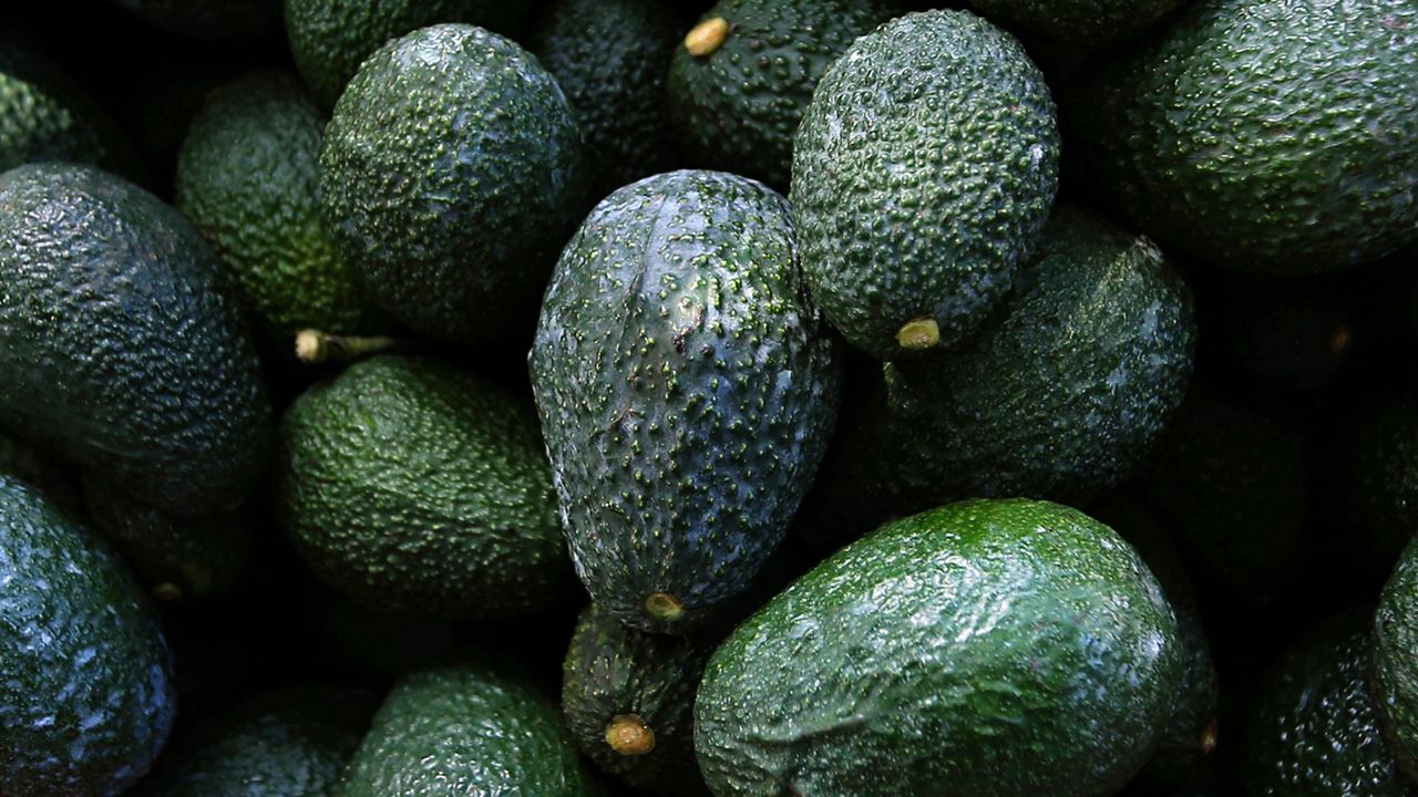 FILE - Recently harvested avocados are seen at an orchard near Ziracuaretiro, Mexico on Oct. 1, 2019. (AP Photo/Marco Ugarte, File)