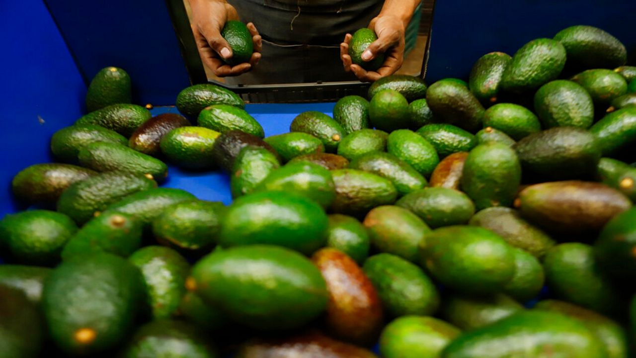 Aguacates.