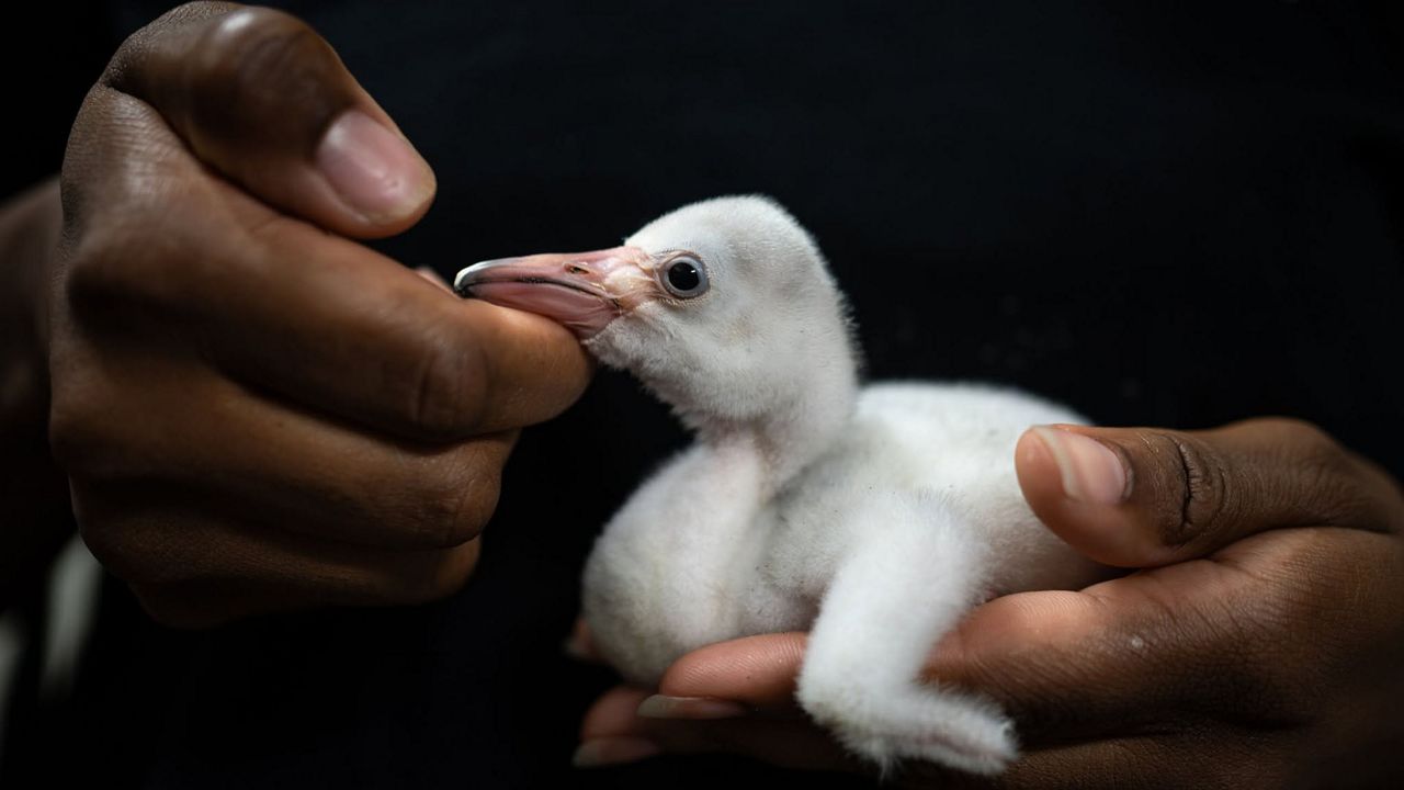 Columbus Zoo welcomes flamingo chicks