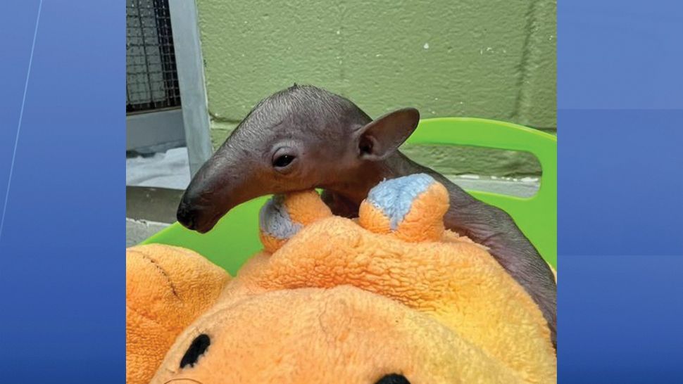 The baby tamandua. 