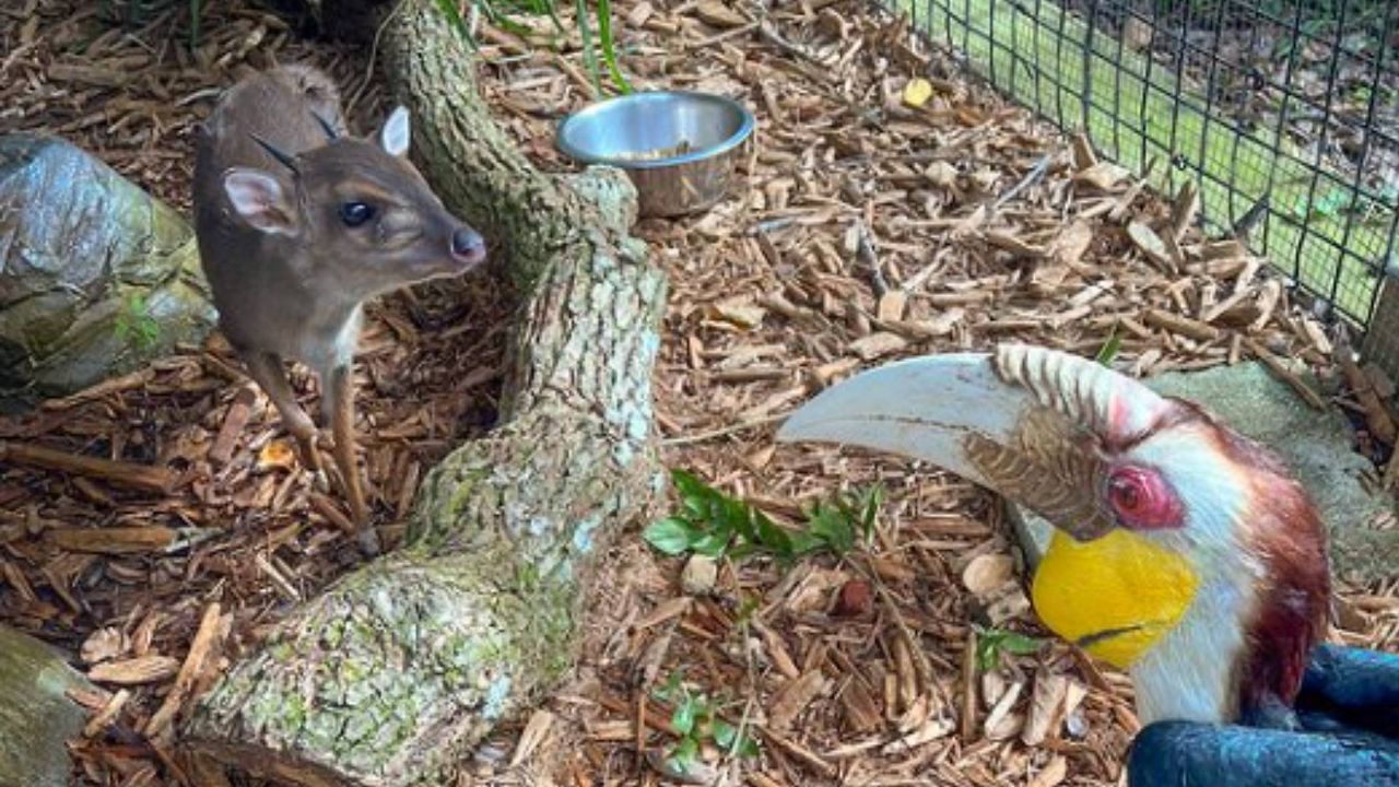 The baby blue duiker (left) meets a wreathed hornbill in their shared habitat at the Central Florida Zoo & Botanical Gardens in Sanford. (Photo: Central Florida Zoo & Botanical Gardens)