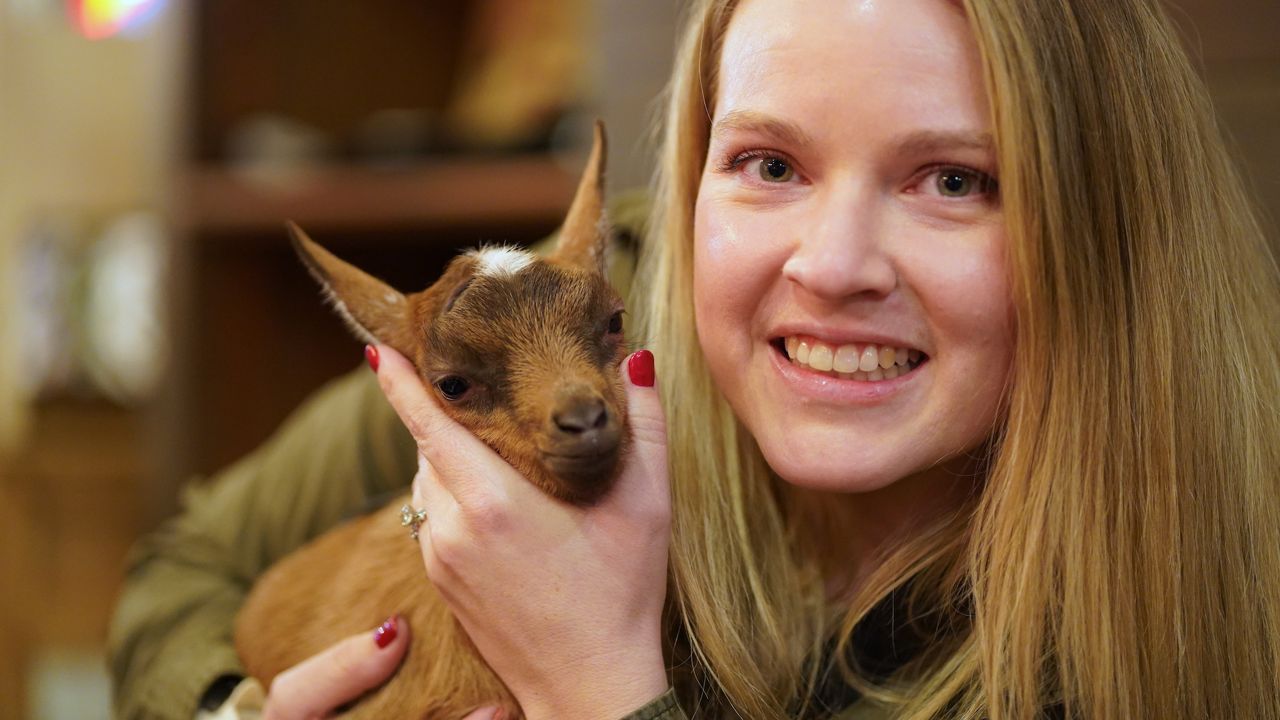 baby-goats-make-appearance-at-red-tree-in-louisville