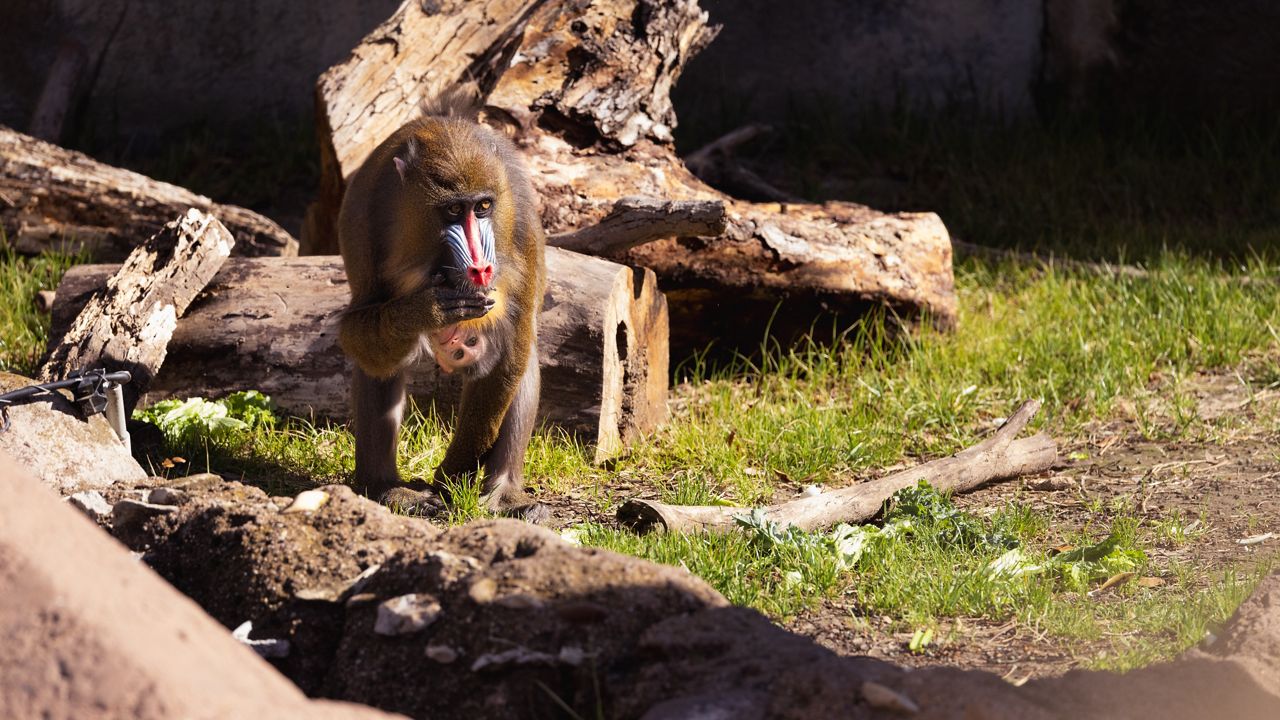 The Fort Worth Zoo announced the birth of a baby mandrill Ruby, pictured above with her mom Scarlett, on Thursday, Feb. 1, 2024. (Fort Worth Zoo)