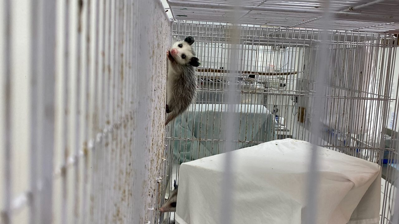 A baby possum crawls around its cage between naps. (Spectrum News 1/William D'Urso)