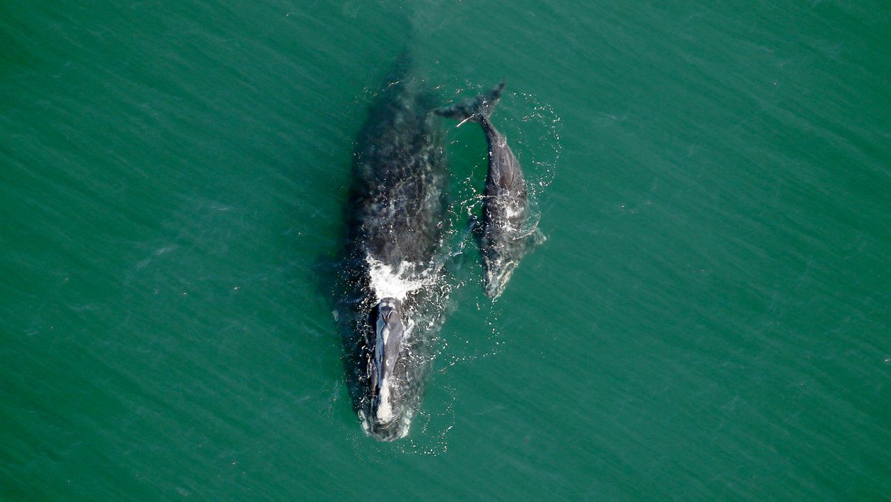 A right whale whom researches have named "Nauset" swims with her calf near Sapelo Island, Georgia. (Photo courtesy of the Clearwater Marine Aquarium Research Institute)