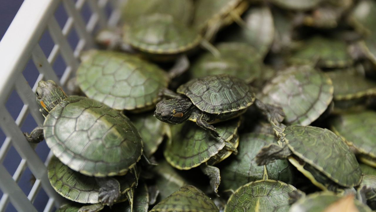 CDC - Tiny turtles continue to make people sick, especially young