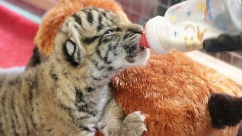 PHOTOS: Texas has 2 newborn tiger cubs