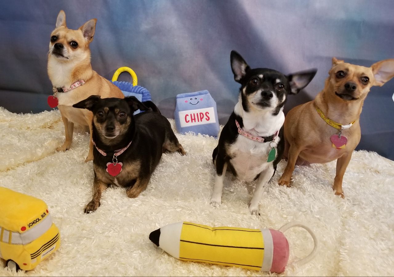 Steve Schooler's back-to-school pups! From left to right; Red, DeeDee, Rita, and Tango