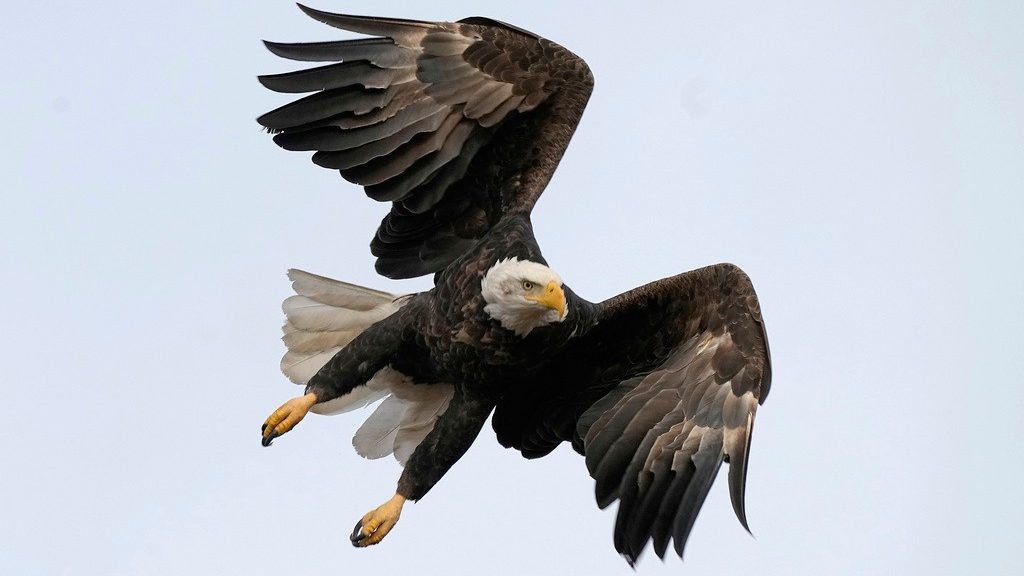 Bald eagles are located within 10 miles of the Simco Wildlife Area, according to ODNR. (AP Photo/Charlie Riedel, File)