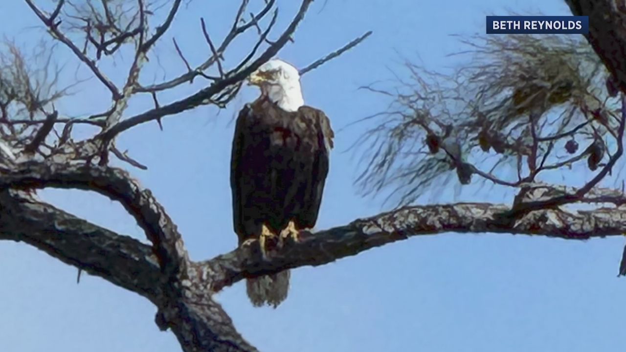 An American Bald Eagle has setup a nursery at Honeymoon Island State Park (Courtesy: Beth Reynolds)