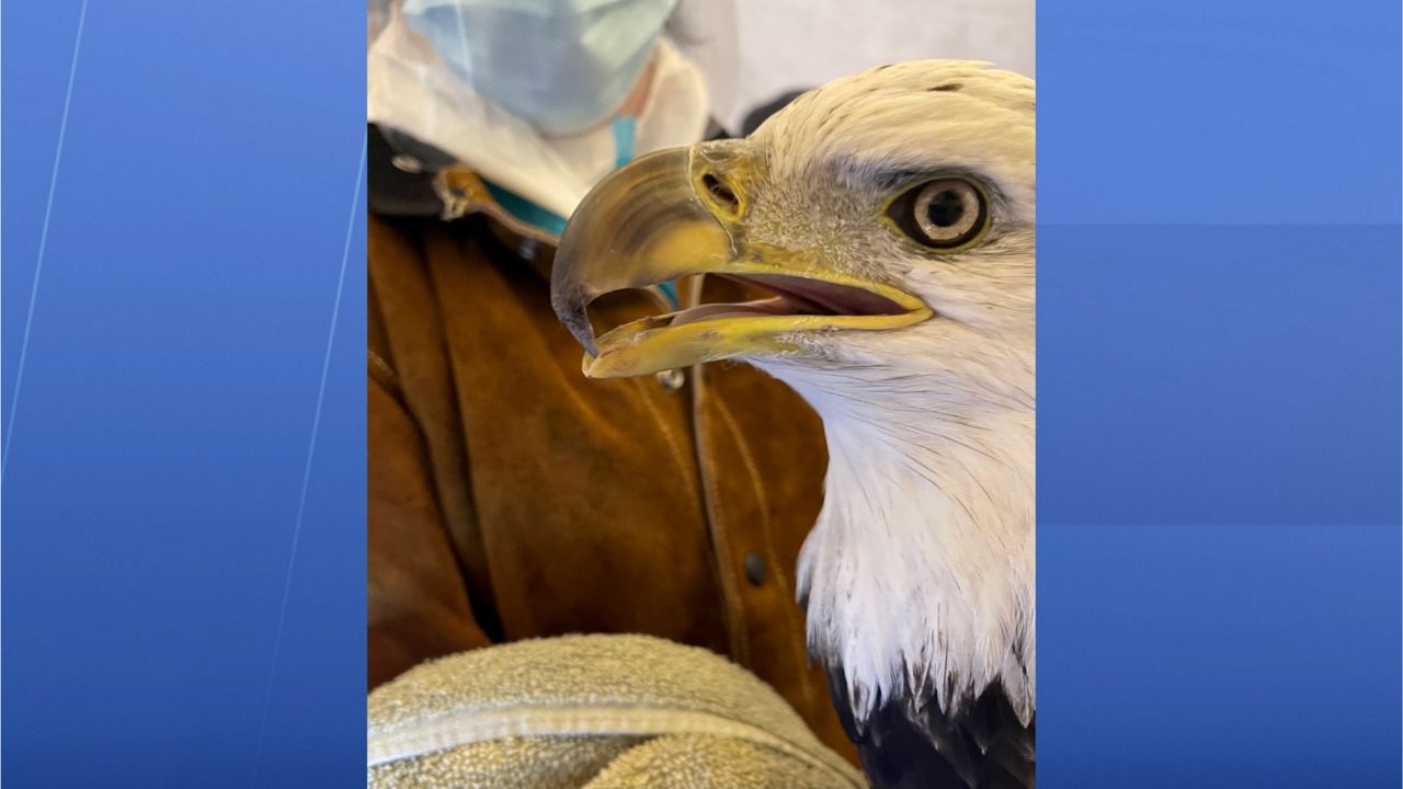 Bald eagle suffering injuries has died