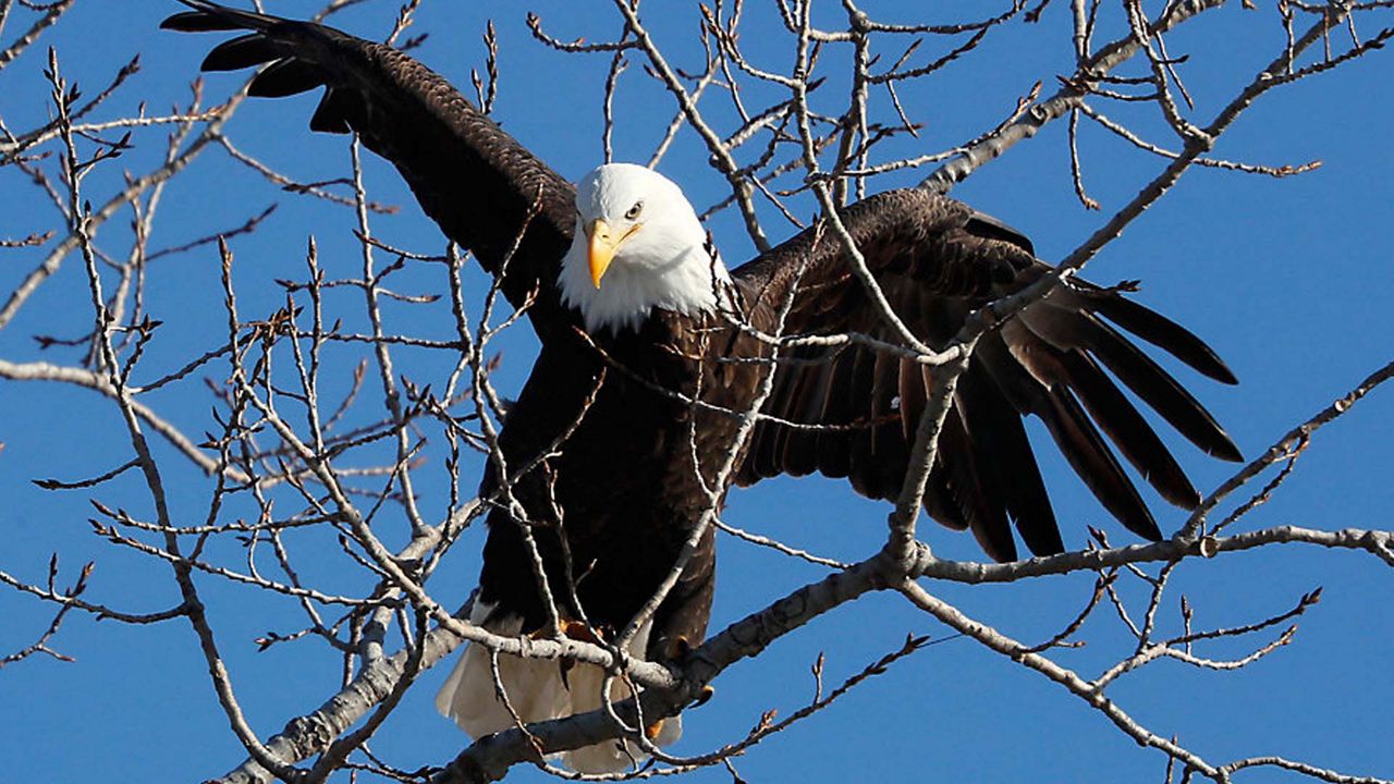 According to the Florida Fish and Wildlife Conservation Commission, Brevard County leads state in number of bird flu-related bald eagle deaths. (File Photo)