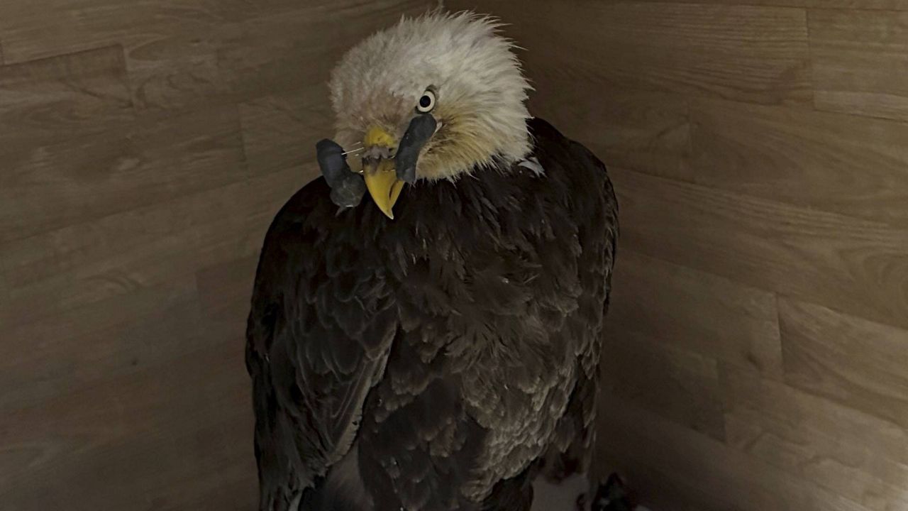 A bald eagle that was found with gunshot wounds to the upper beak and left wing sits quietly as it recovers in a cage in a rehab center at the World Bird Sanctuary in Valley Park, MO., earlier this year. (AP Photo/Jim Salter)