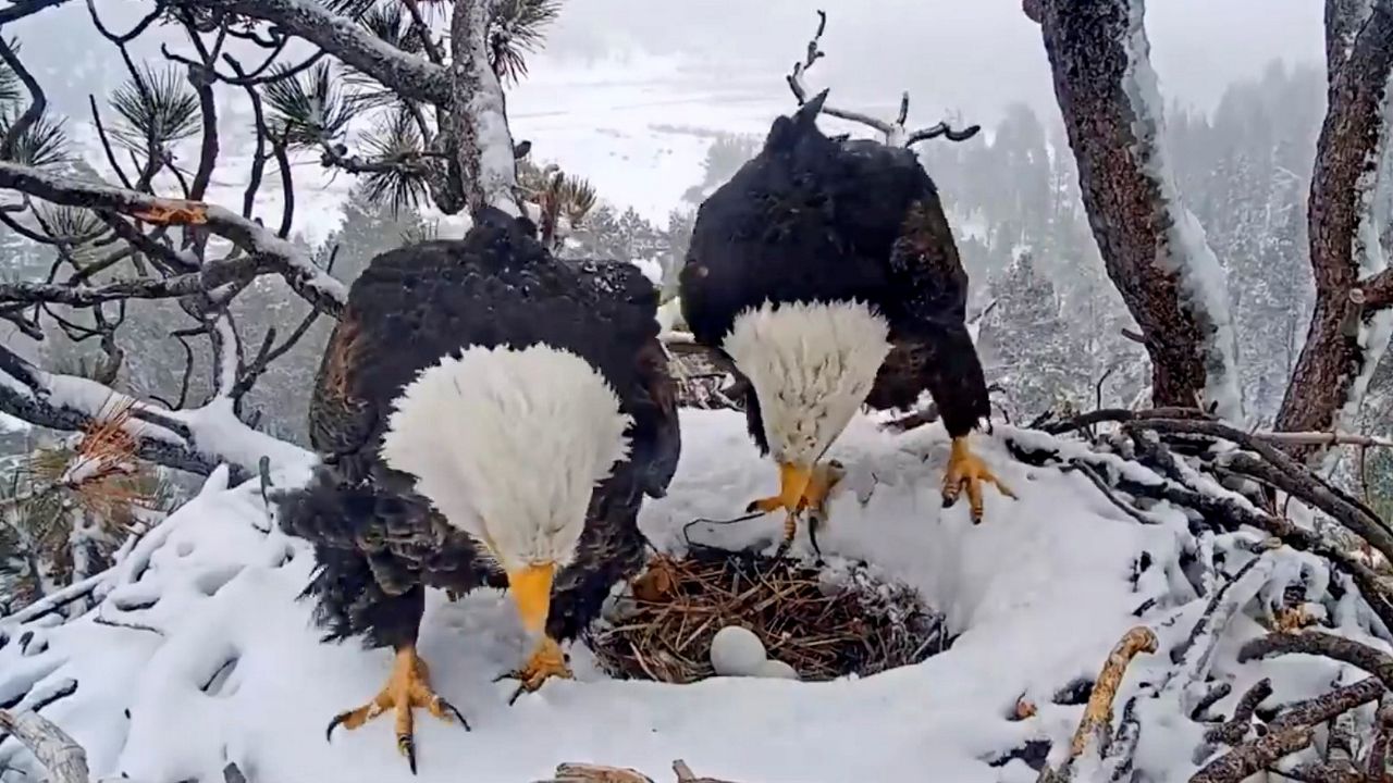 In this photo provided by Friends of Big Bear Valley web cam, a bald eagle and her partner look over two eggs as seen in a live web cam Tuesday, Jan. 17, 2023, in a nest in Southern California. (Friends of Big Bear Valley via AP)