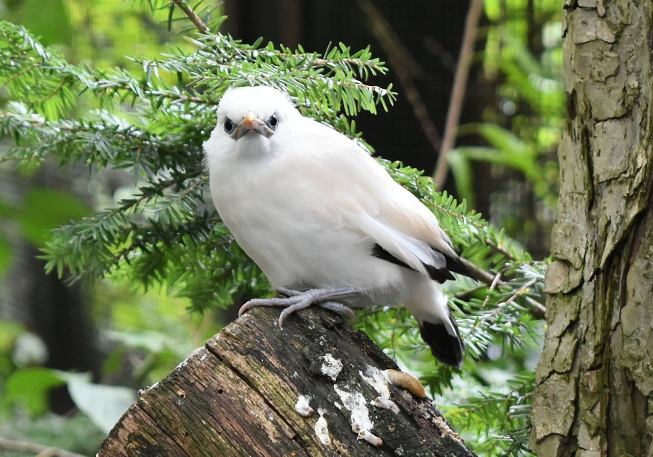 Photo courtesy of the Akron Zoo