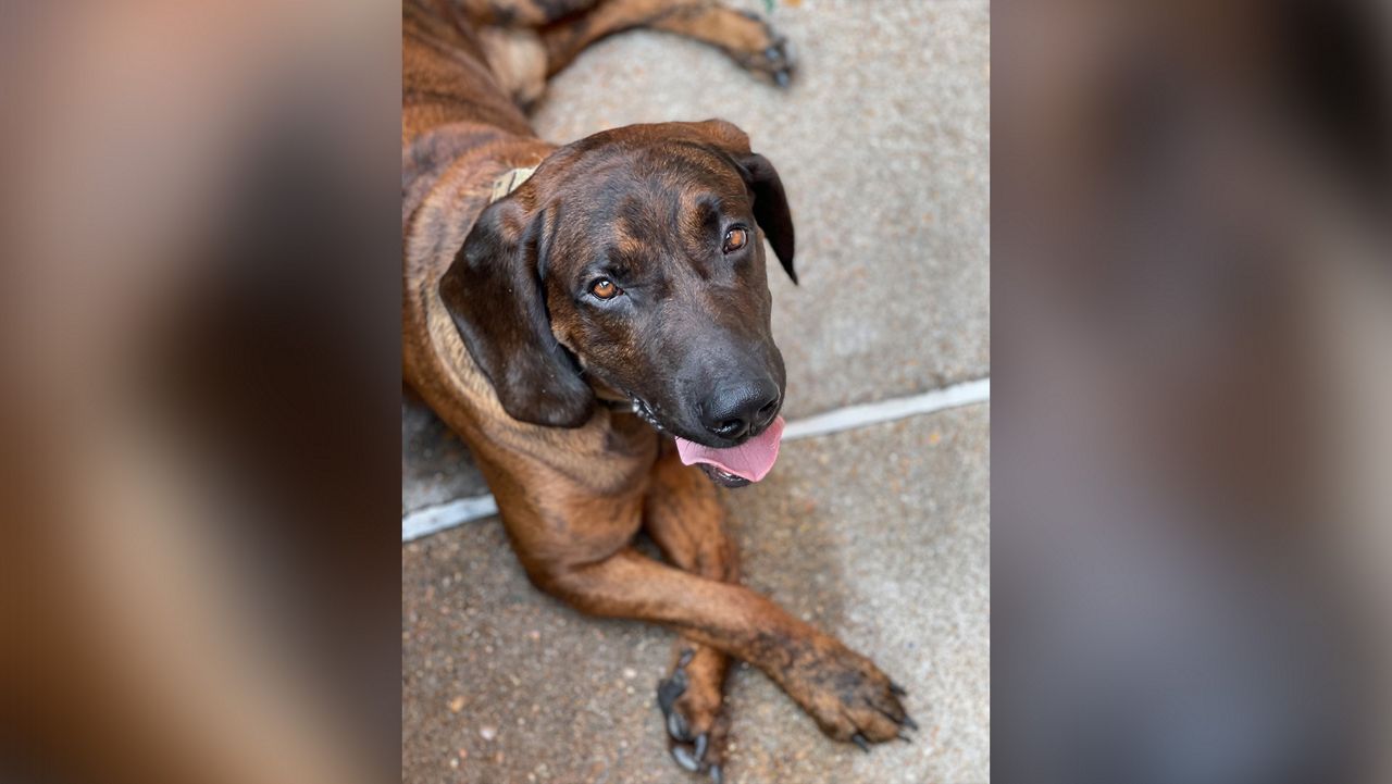 Balko was a search and rescue K-9 for the St. Louis Fire Department (Courtesy: St. Louis Fire Department)