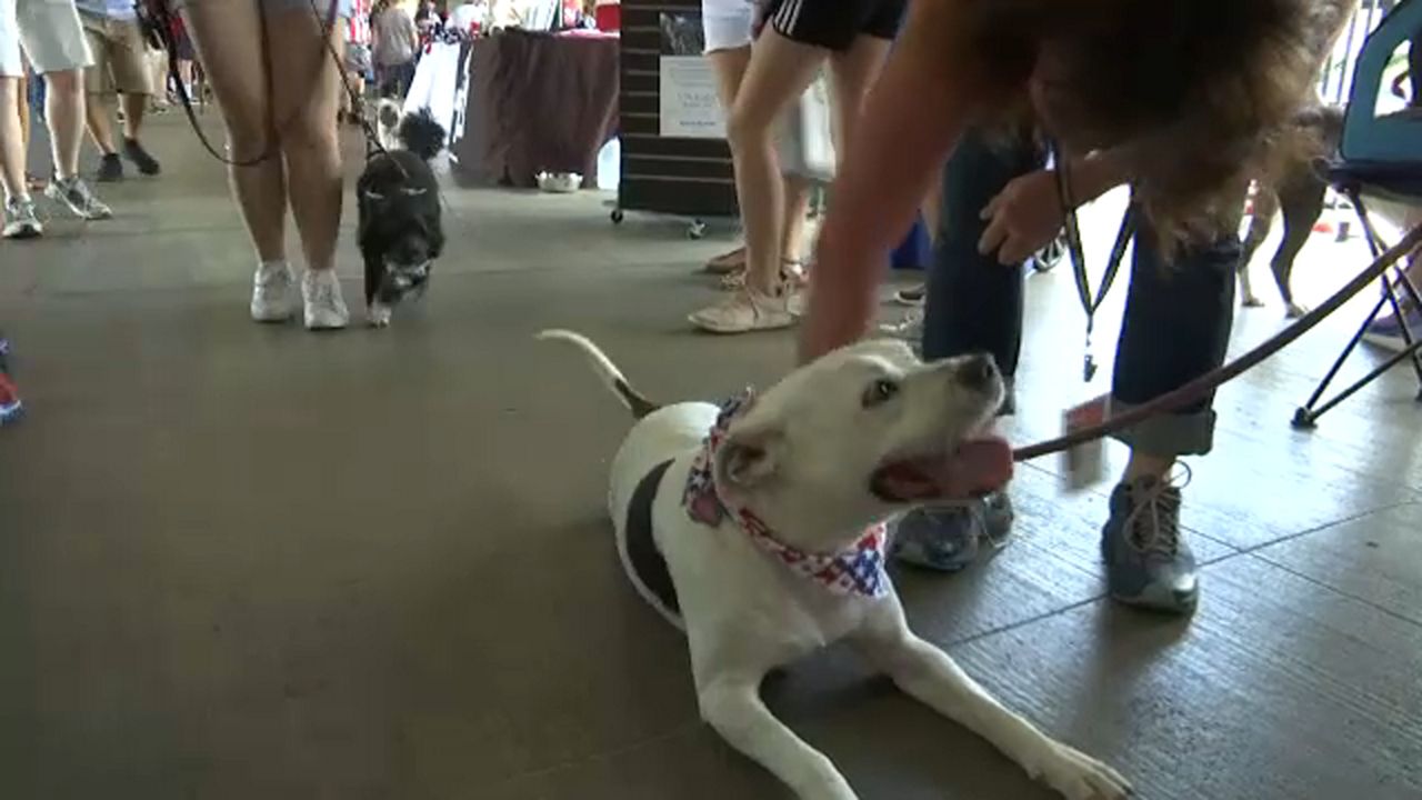 Mets dog  off the leash