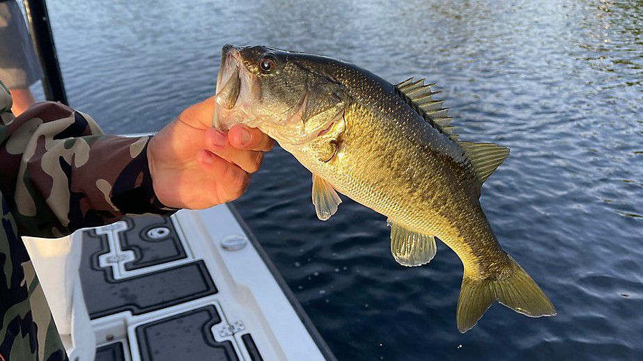Explore the sport of fishing with Action Bass Guide Service