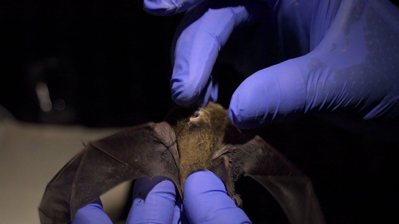 How researchers are looking to save Ohio's bats