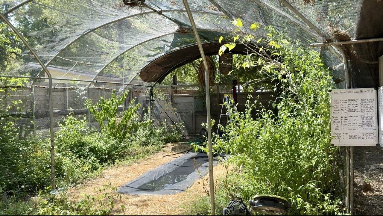 Texas couple operates refuge for bats
