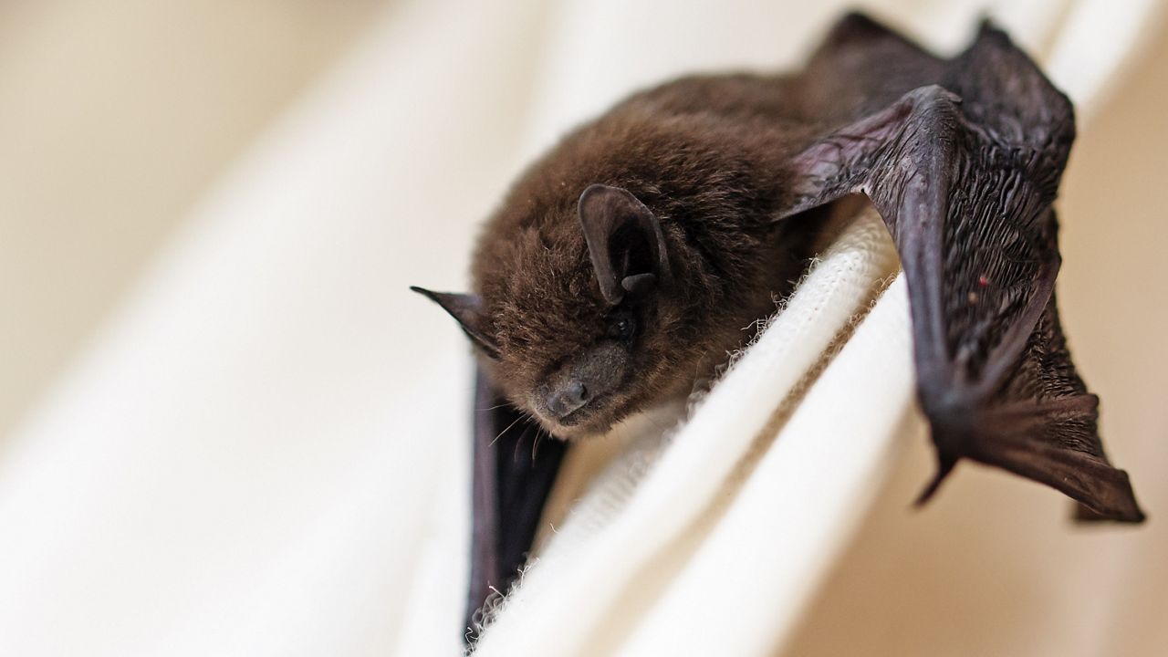 Thousands of Bats Invade South Lakeland