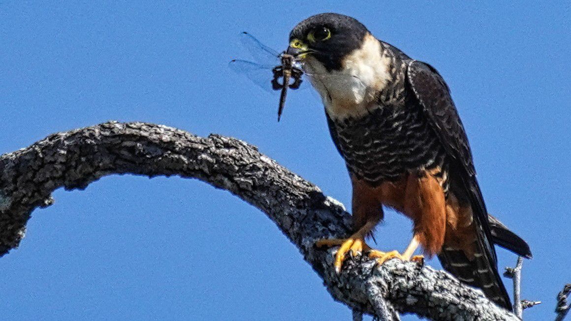 A bat falcon appears in South Texas in this image from February 2022. (Courtesy: U.S. Fish and Wildlife Service/Facebook)
