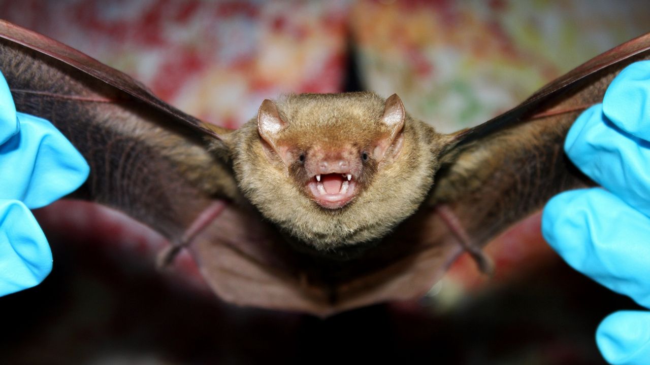 Yellow Bat Closeup (Courtesy of Florida Fish and Wildlife Conservation Commission)