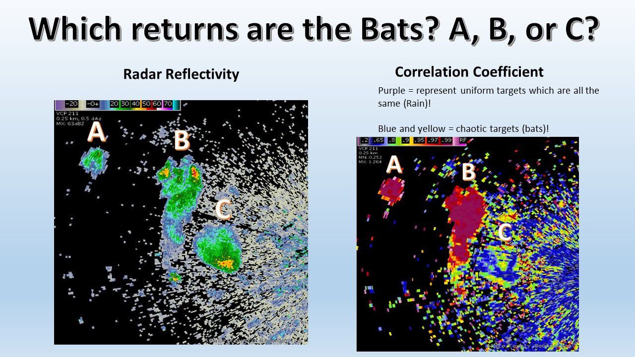 Texas is crazy for bats