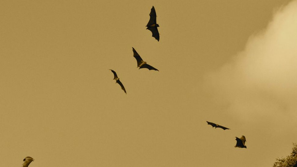 Flying bats appear in this undated stock image. (Pixabay)