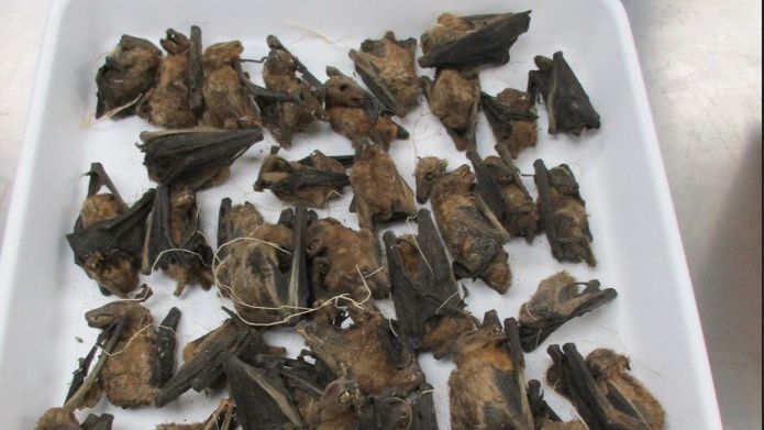 Shipment with dead birds, bats stopped at Louisville Port of Entry 