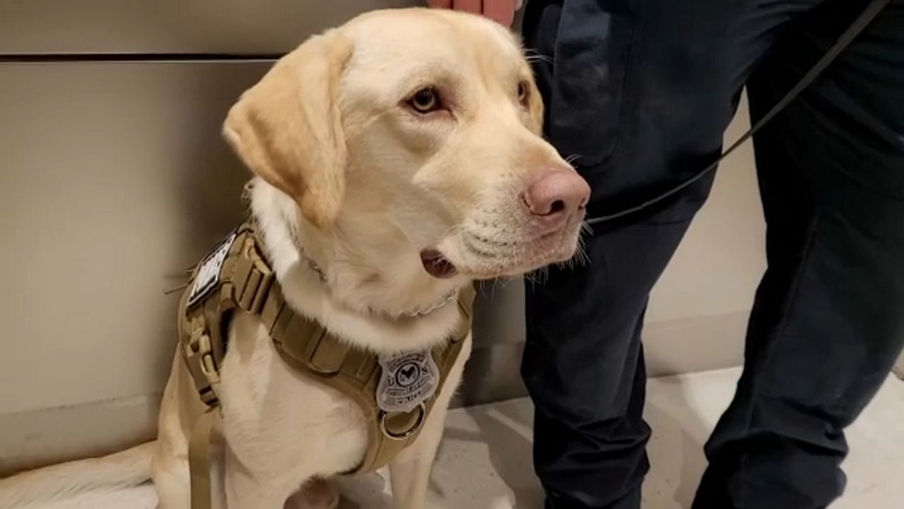 Bay Pines VA drafts K9 to help vets in recovery