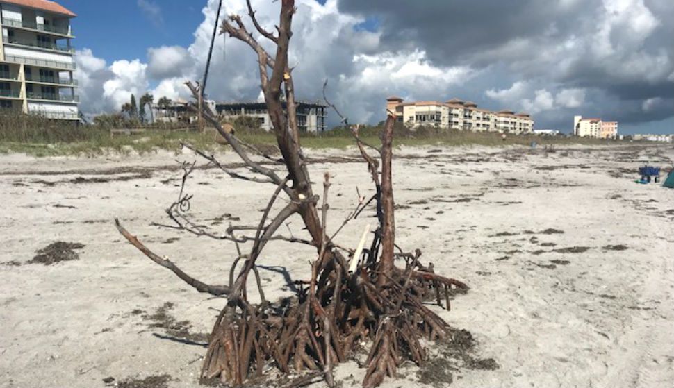 A large mangrove tree recently washed up, sitting in the middle of the sand at the Harding Avenue beach access. (Greg Pallone, staff)